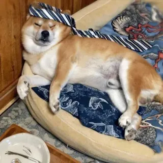 😴 chien, shiba inu, dormir, cravate, animal de compagnie, animal, drôle, mignon telegram sticker