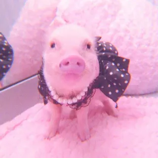 🐽 pig, animal, cute, pet, pink telegram sticker