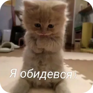 🐱 Я обидевся) whatsapp sticker