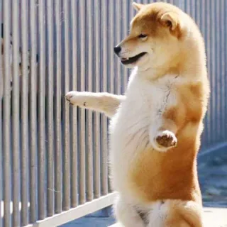 🏳️ Hund, Shiba Inu, Tier, Haustier, süß, lustig, stehend, Meme telegram sticker