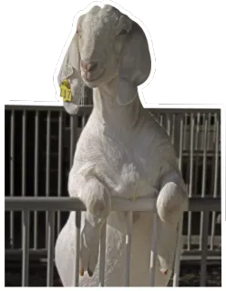 😢 goat, animal, farm, white, domestic telegram sticker