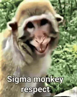 🌟 Sigma monkey respect monkey, sigma, meme, animal, respect whatsapp sticker