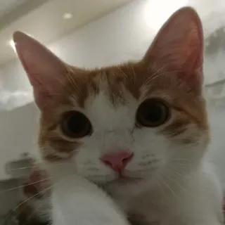 😀 mèo, mèo con, thú cưng, động vật, màu cam, trắng, nhà, động vật có vú telegram sticker