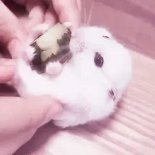 🤏 guinea pig, animal, pet, watermelon, cute, rodent telegram sticker