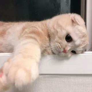 🐱 cat, animal, pet, cute, scottish fold, feline telegram sticker