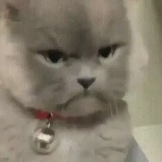 ☹️ chat, animal, félin, animal de compagnie, chat gris, chat grincheux telegram sticker