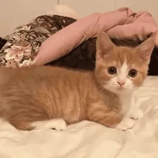 🤗 gato, gatito, lindo, gato atigrado naranja, animal, mascota telegram sticker