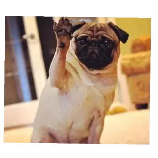 🐶 pug telegram sticker