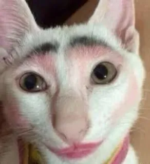 💄 cat, makeup, funny, animal, pet, weird telegram sticker