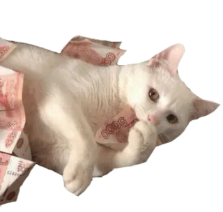 💸 кот, деньги, рубли, богатый, котёнок, роскошь, богатство whatsapp sticker