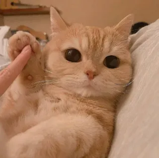 😻 gato, animal de estimação, animal, fofo, gato doméstico, olhos grandes telegram sticker