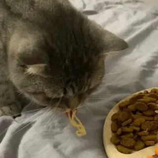 🐭 cat, eating, spaghetti, pasta, food, pet, animal whatsapp sticker