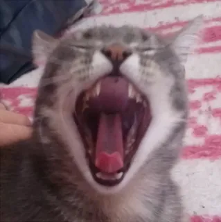 😩 gato, bocejo, mamífero, animal, animal de estimação, gato doméstico, carnívoro telegram sticker