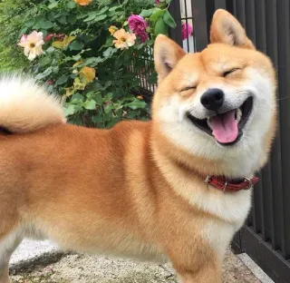 😝 anjing, shiba inu, senyum, bahagia, hewan peliharaan, binatang whatsapp sticker