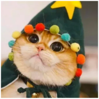 🤩 кот, животное, питомец, котенок, милый, рождество, праздничный, шляпа telegram sticker