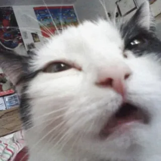 😂 gatto, bianco, animale, animale domestico, felino telegram sticker