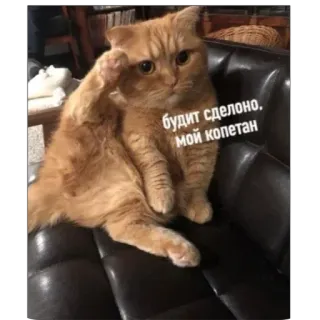 👌 будит сделано. мой копетан Katze, Gruß, Tier, süß telegram sticker