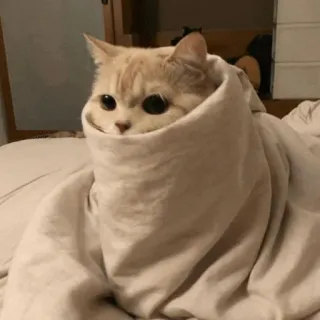 ❄️ gatto, coperta, carino, accogliente, animale, animale domestico telegram sticker