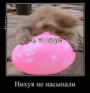 😡 Э, а где
Нихуя не насыпали 猫, 气球, 动物, 俄语, 表情包 telegram sticker