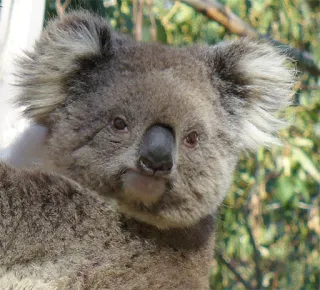 🐨 koala, marsupial, australian wildlife, wildlife, animal, nature, mammal, cute telegram sticker