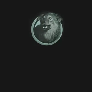 🎞 cão, animal, animal de estimação, adesivo telegram sticker