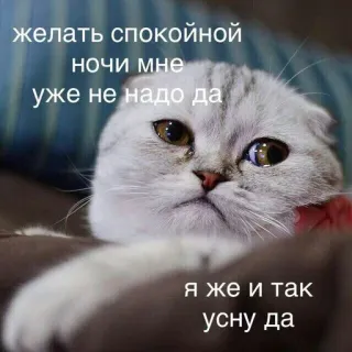 😭 желать спокойной ночи мне уже не надо да 
я же и так усну да chat, dormir, nuit, mème, drôle, animal telegram sticker
