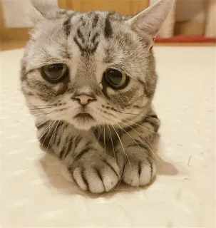 🐱 cat, sad, animal, cute, pet, feline telegram sticker