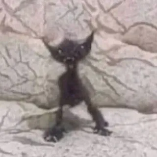 😈 猫, 子猫, 動物, ペット, 生き物, 変, 面白い telegram sticker