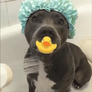 🍼 собака, шапочка для душа, резиновая уточка, ванна, милый, домашнее животное whatsapp sticker