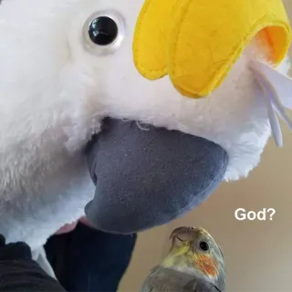 😇 God? oiseau, cacatoès, calopsitte, drôle, mème, mignon telegram sticker