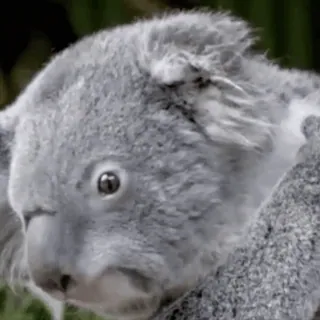 😳 coala, animal, marsupial, vida selvagem, austrália, fofo whatsapp sticker