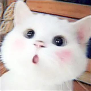 🐈 kucing, imut, kucing putih, hewan, hewan peliharaan, kawaii telegram sticker