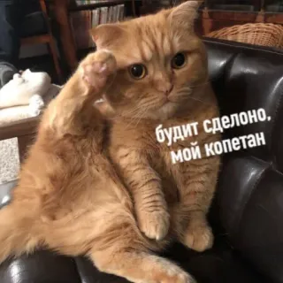 🫡 будит сделано, мой копетан แมว, คำทักทาย, สีส้ม, สัตว์เลี้ยง, สัตว์, ตลก whatsapp sticker