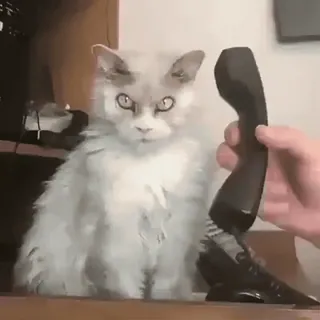 ❤️ chat, téléphone, animal, communication, animal de compagnie, animal domestique, drôle whatsapp sticker