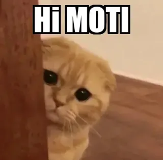 👀 Hi MOTI gato, animal, mascota, meme, lindo telegram sticker