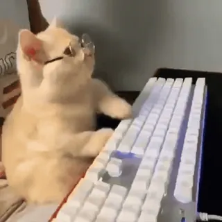 💻 cat, typing, keyboard, glasses, animal whatsapp sticker