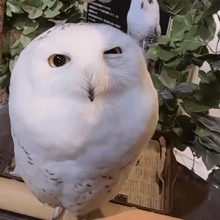 🦉 sowa, ptak, zwierzę, sowa śnieżna, sowa śnieżna, dzika przyroda telegram sticker