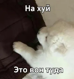 👈 На хуй
Это вон туда gatto, gattino, offensivo, testo telegram sticker
