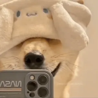 😏 pies, zwierzę, słodki, zwierzak, selfie, kapelusz telegram sticker
