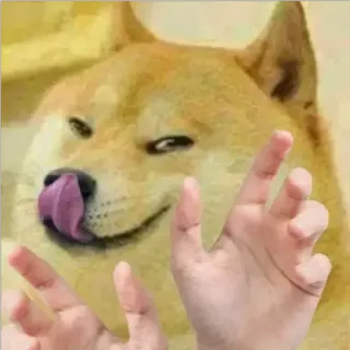 😈 doge, mem, obraźliwe, gest ręką, niegrzeczne, śmieszne telegram sticker
