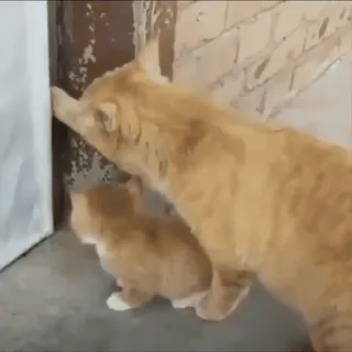 😑 кот, котенок, милый, животные, домашнее животное, рыжий кот whatsapp sticker