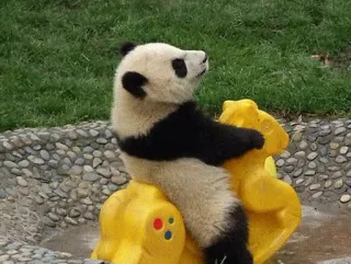 🥺 panda, animal, panda bebê, fofo, cavalo de balanço, brincalhão, zoológico, vida selvagem telegram sticker