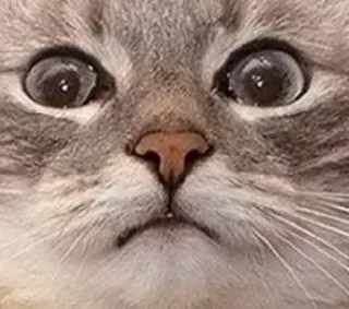 🐈 kucing, hewan, peliharaan, meme, imut, lucu telegram sticker