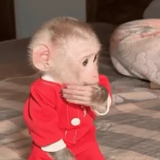 😳 macaco, macaco bebê, animal fofo, primata, animal, macaco de roupa vermelha, peludo, macaco pequeno telegram sticker