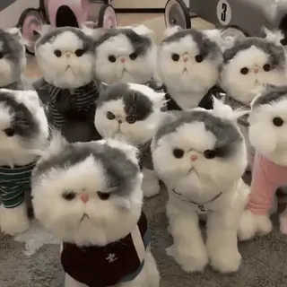 🐈 кошки, персидские кошки, котята, пушистый, милый, домашние животные, животные whatsapp sticker