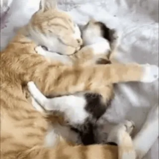 🐱 cats, hugging, animals, pets, affection, friendship, cuddle telegram sticker