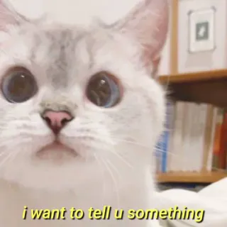 💛 i want to tell u something gato, animal, fofo, mensagem telegram sticker