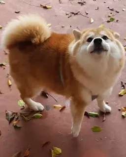 😗 anjing, akita, binatang, hewan peliharaan, mamalia, pendamping whatsapp sticker