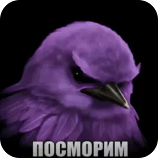 🐦‍⬛️ ПОСМОРИМ bird, purple, angry, meme, stare, suspicious telegram sticker