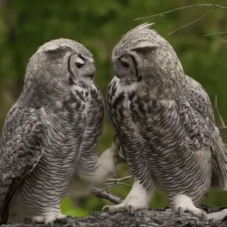 🦉 sowa, ptaki, dzika przyroda, natura, sowy, puchacz wirginijski telegram sticker